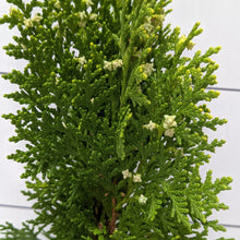 Load image into Gallery viewer, Thuja aurea nana 100mm
