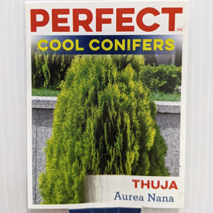 Thuja aurea nana 100mm