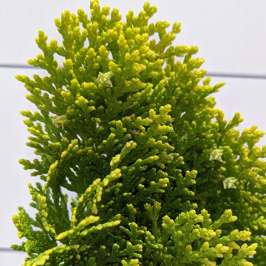 Thuja Morganii 100mm, photo 2