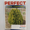 Thuja morganii 100mm