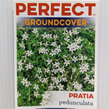 Load image into Gallery viewer, Pratia pedunculata White 100mm
