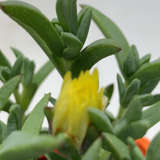 Mesembryanthemum Lemon 85mm, photo 2
