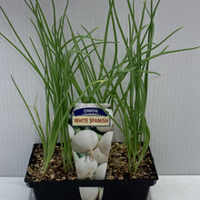 Load image into Gallery viewer, Onion White Seedlings
