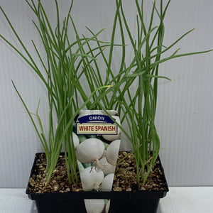 Onion White Seedlings