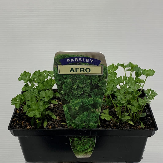 Parsley Curly Seedlings