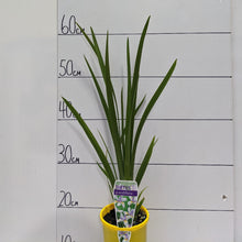 Load image into Gallery viewer, Dietes grandiflora 100mm
