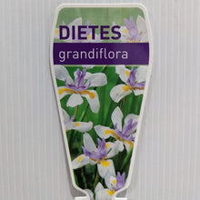 Load image into Gallery viewer, Dietes grandiflora 100mm
