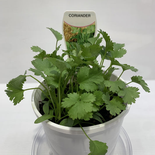 Coriander Herb Pot