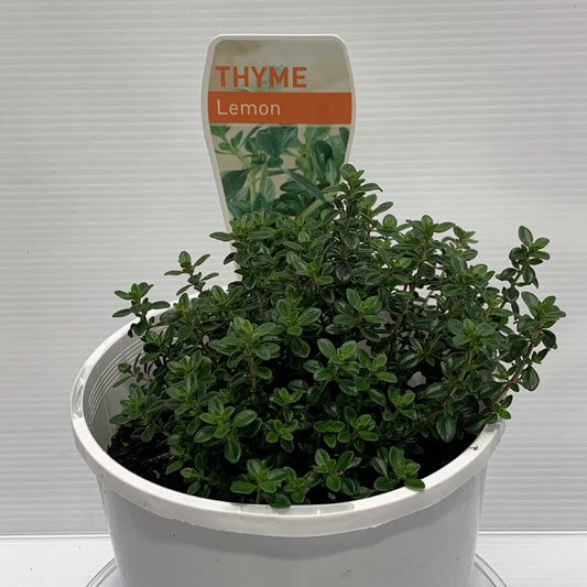 Thyme Lemon Herb Pot