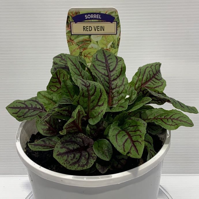 Sorrel Red Vein Herb Pot