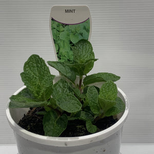 Mint Herb Pot