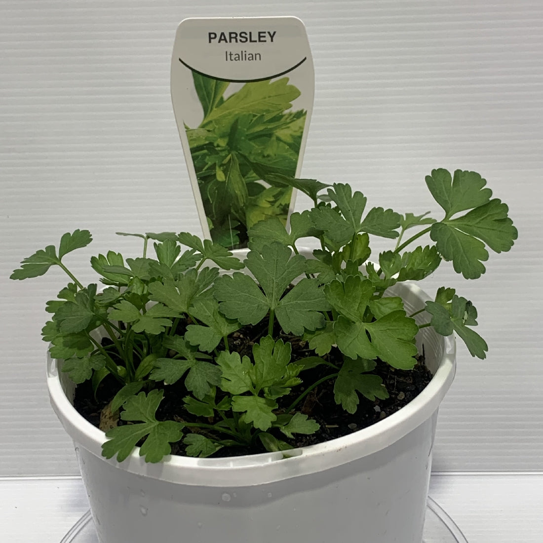 Parsley Italian Herb Pot