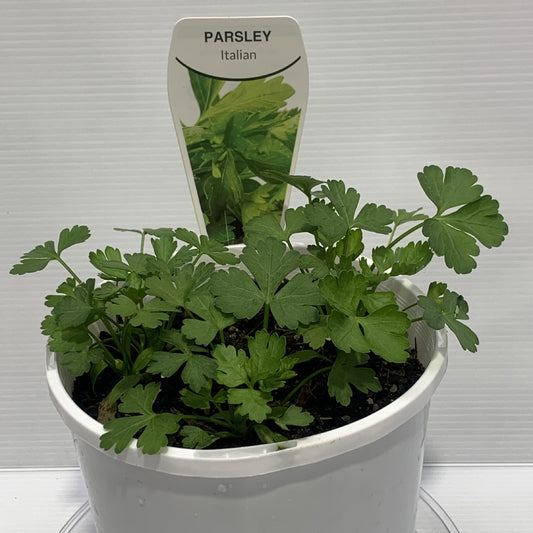 Parsley Italian Herb Pot