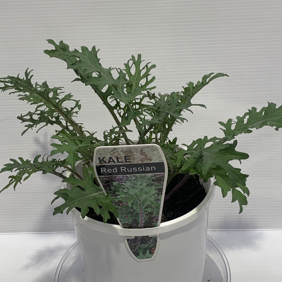 Kale Red Russian Herb Pot