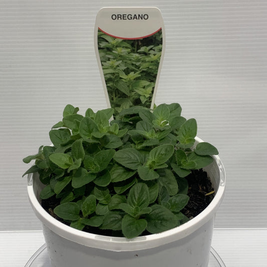 Oregano Herb Pot