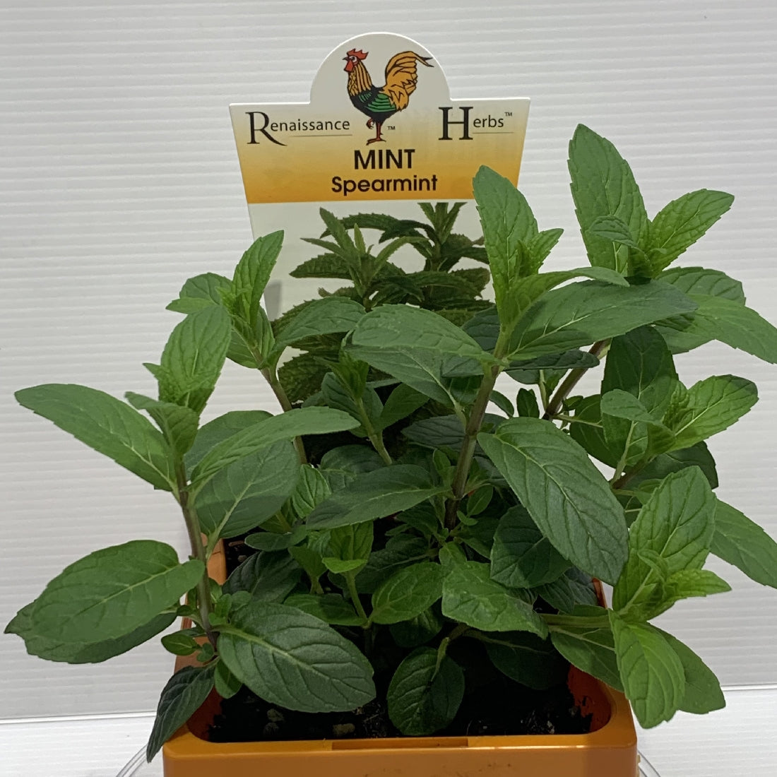 Mint Spearmint Herb Pot