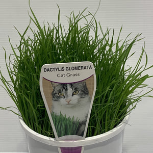 Cat Grass Herb Pot