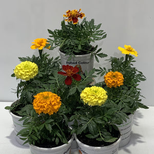 Marigold Mixed Potted Colour