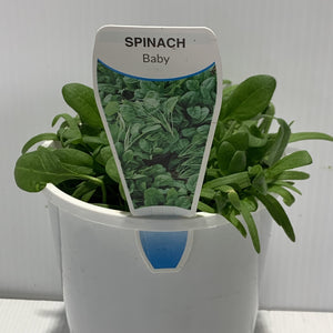 Spinach Baby Leaf Herb