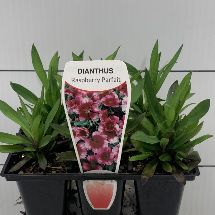 Dianthus Raspberry Parfait Seedlings