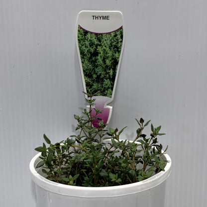 Thyme Common Herb Pot