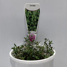 Load image into Gallery viewer, Thyme Common Herb Pot
