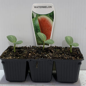 Watermelon Seedlings