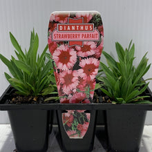 Load image into Gallery viewer, Dianthus Strawberry Parfait Seedlings
