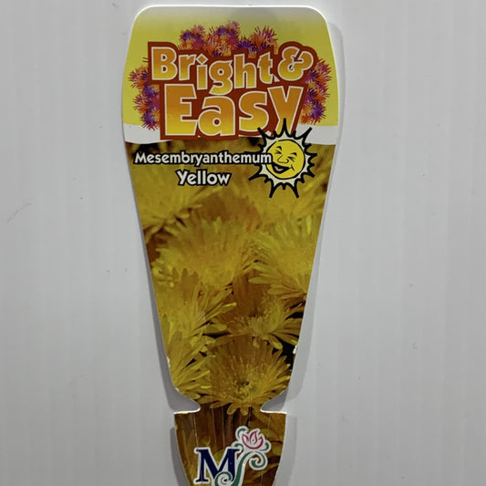 Mesembryanthemum Yellow 85mm, photo 2