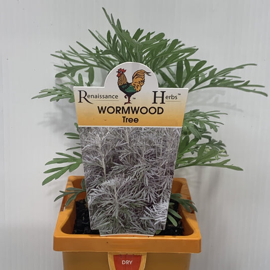 Wormwood Roman Herb