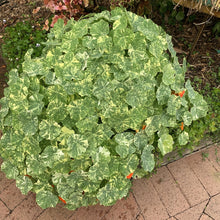 Load image into Gallery viewer, Nasturtium Alaska Herb
