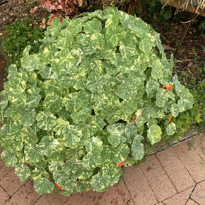 Nasturtium Alaska Herb