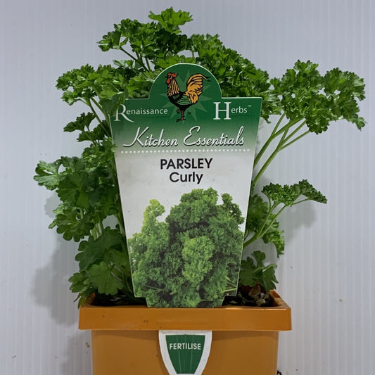 Parsley Curly Herb Pot 2