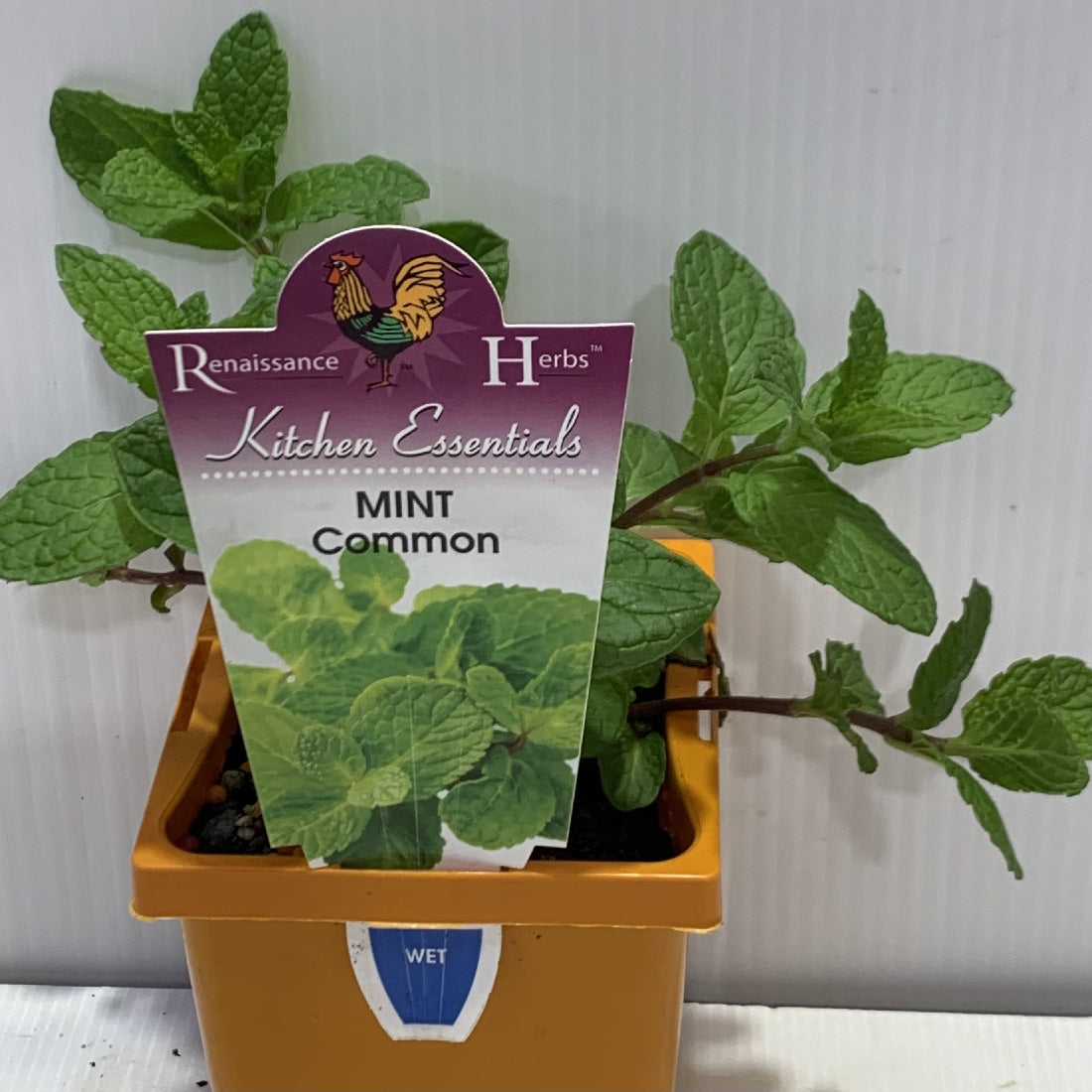 Mint Common Herb 100mm