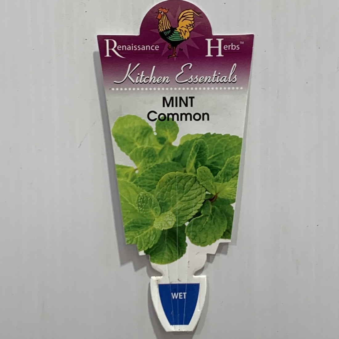 Mint Common Herb 100mm