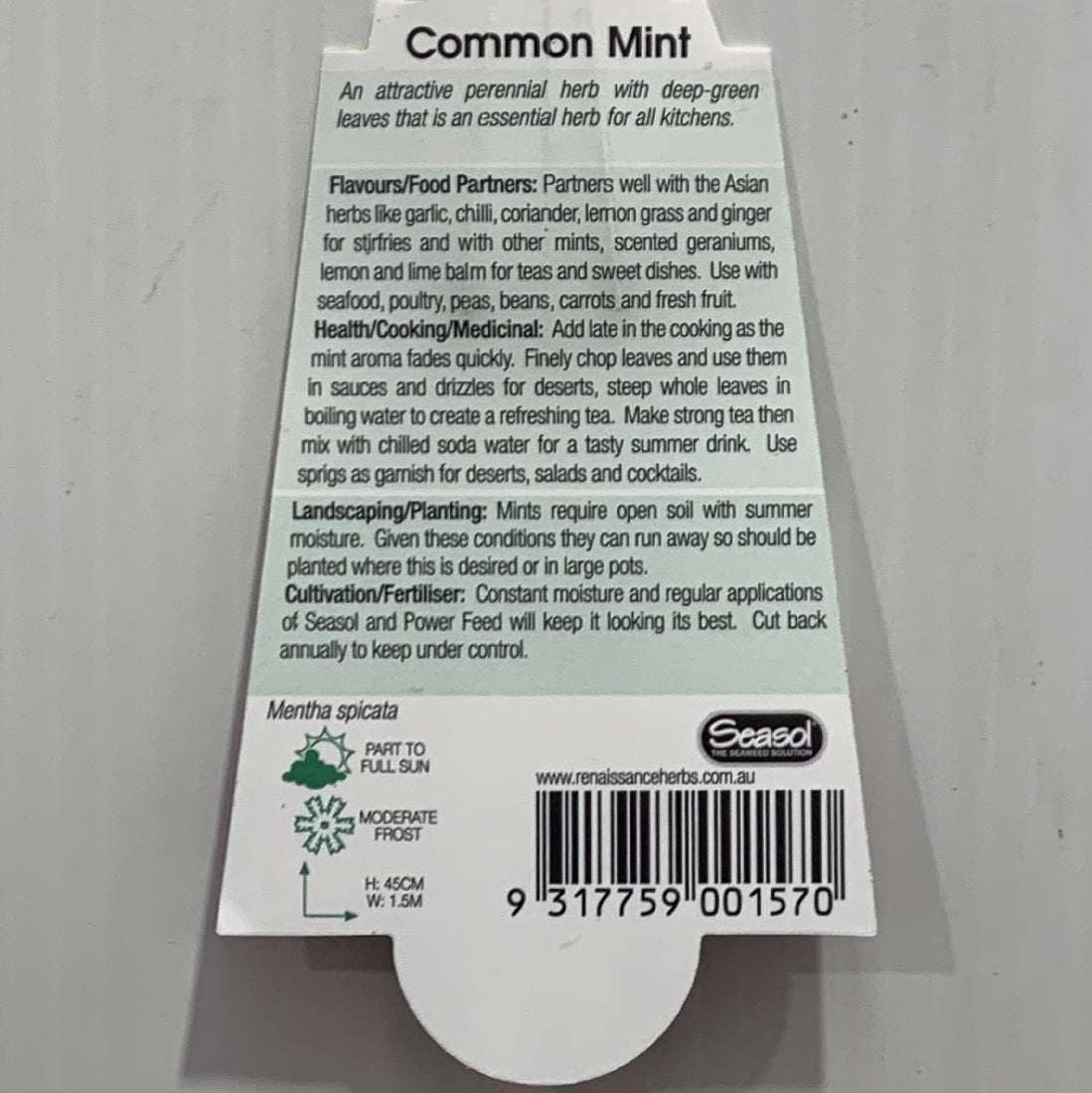 Mint Common Herb 100mm