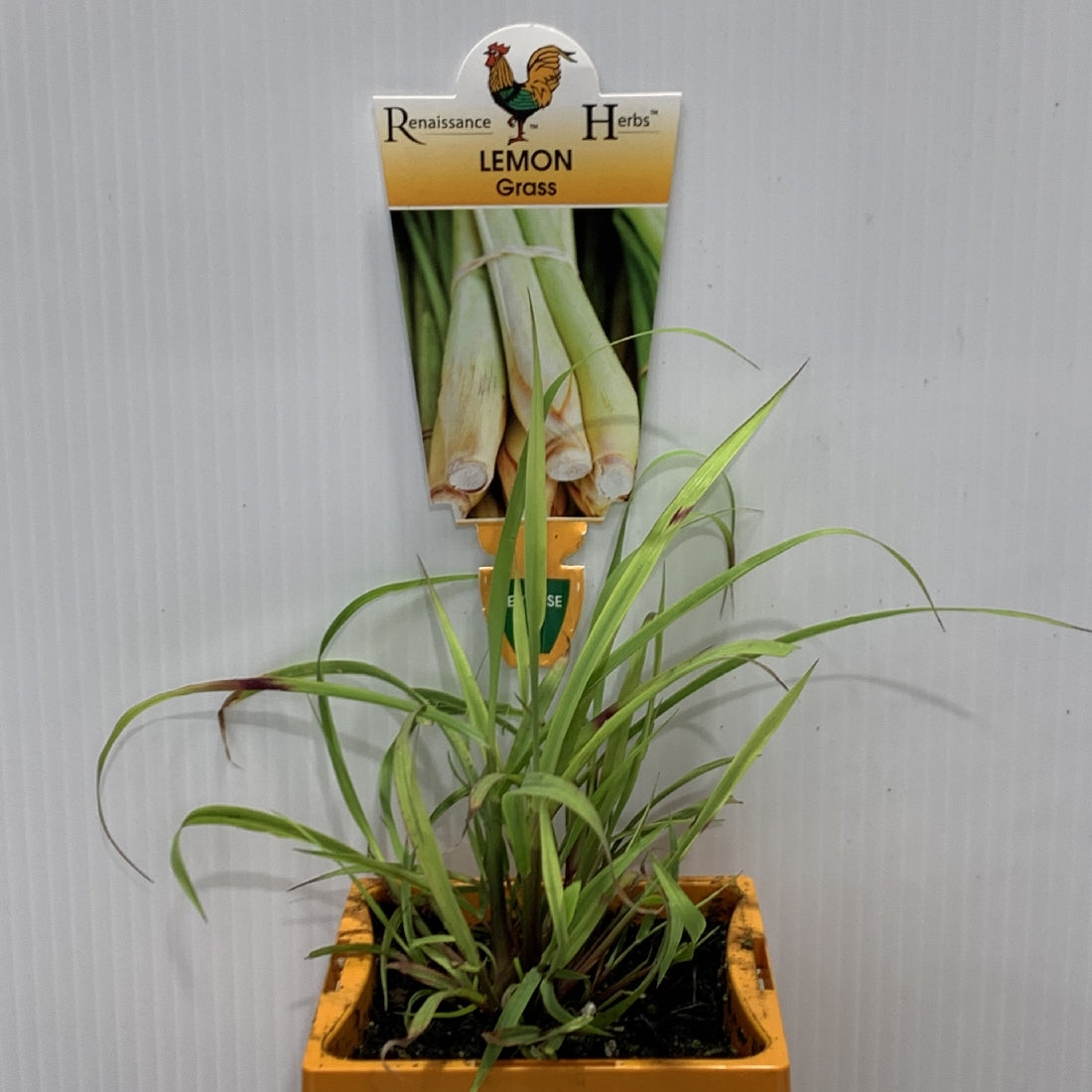 Lemon Grass Herb 100mm