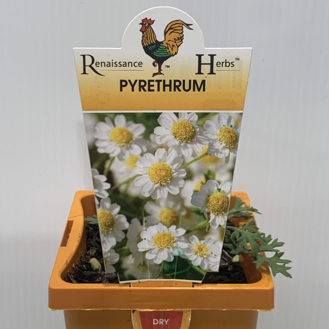 Pyrethrum 100mm