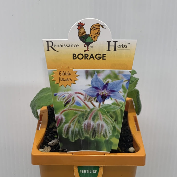 Borage 100mm