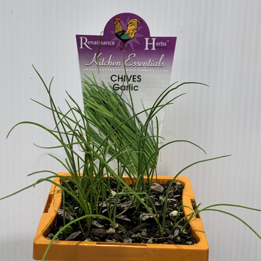 Chives Garlic Herb 100mm