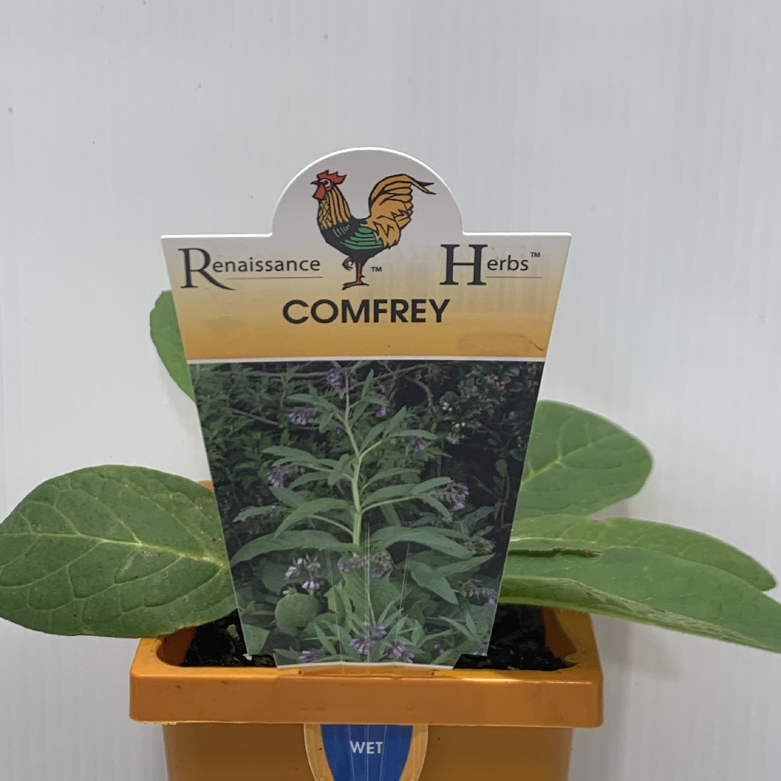 Comfrey 100mm