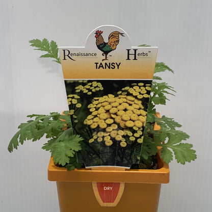 Tansy 100mm