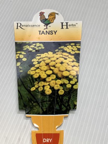 Tansy 100mm