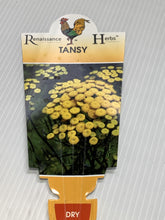 Load image into Gallery viewer, Tansy 100mm
