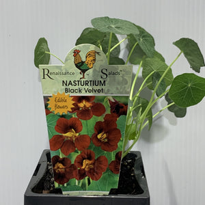 Nasturtium Black Velvet Herb