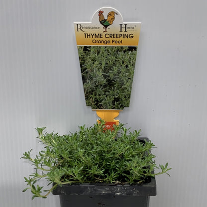 Thyme Orange Peel Herb 100mm