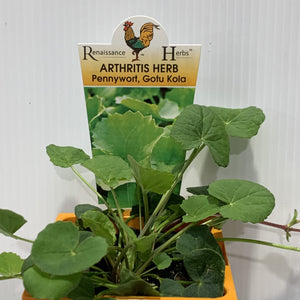 Arthritis Herb 100mm