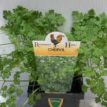 Load image into Gallery viewer, Chervil Herb100mm
