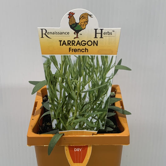 Tarragon French 100mm