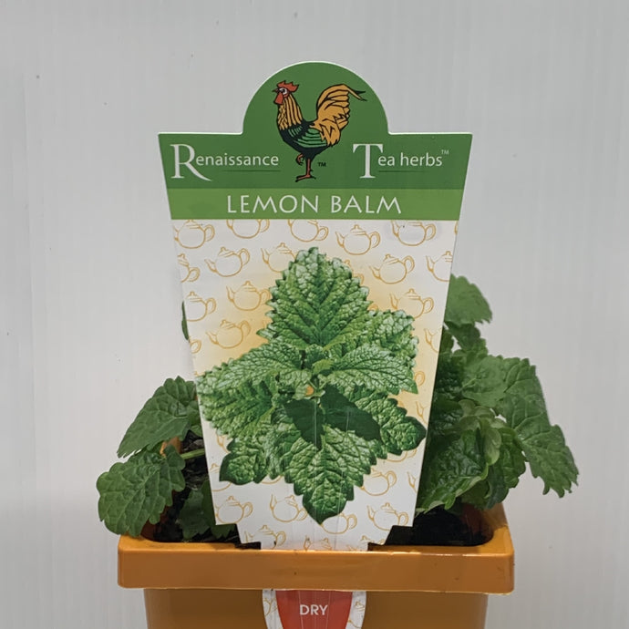 Lemon Balm 100mm